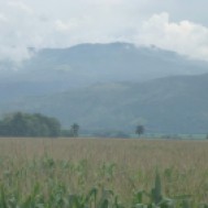 Im Caucatal wird die landwirtschaftliche Flaeche fuer Mais und Zuckerrohr verwendet.